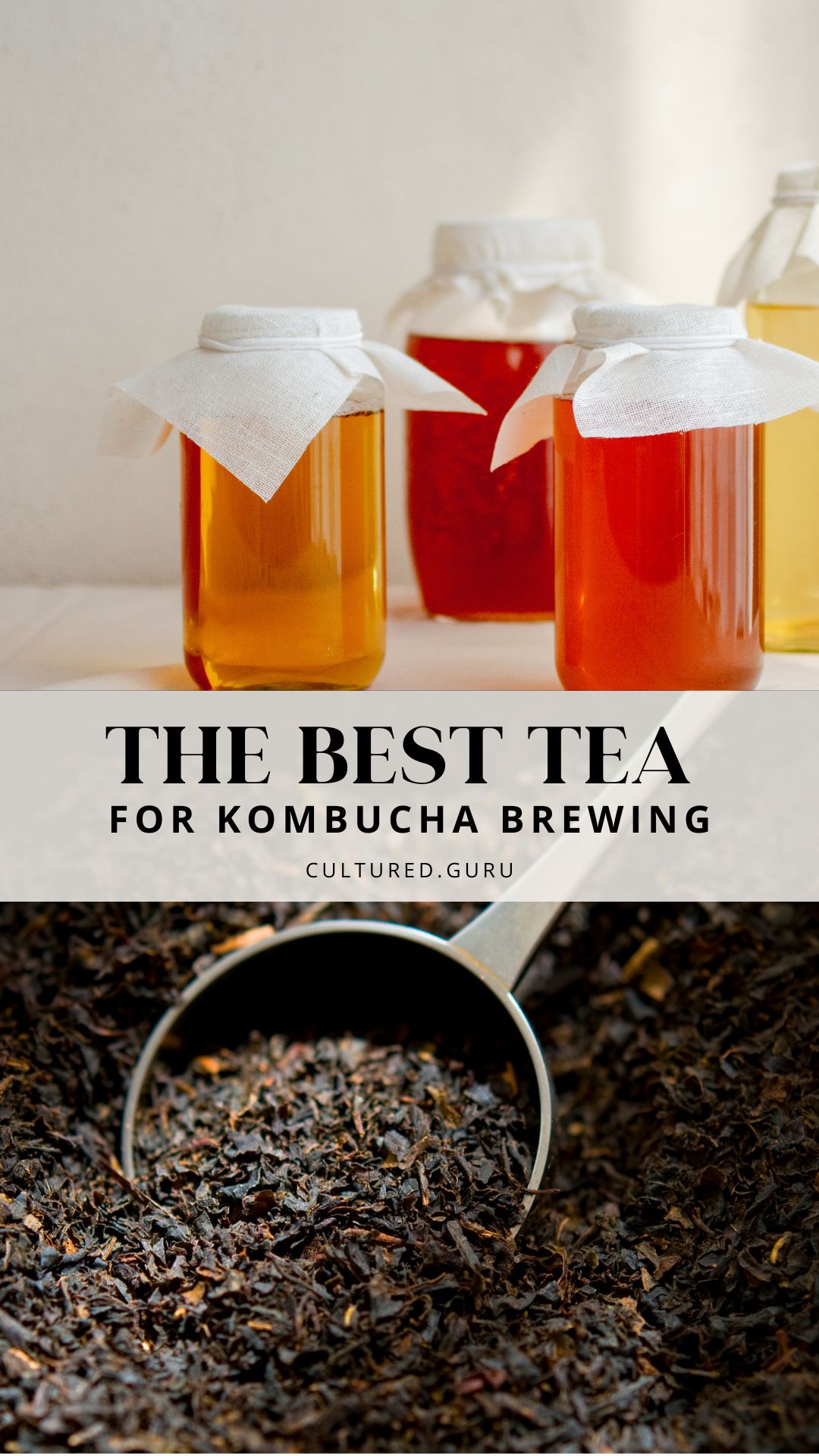 Choosing the Best Tea for Kombucha Brewing